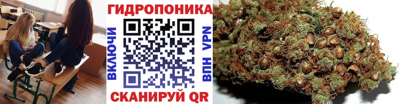 Конопля ГИДРОПОН  Ленинградская 
